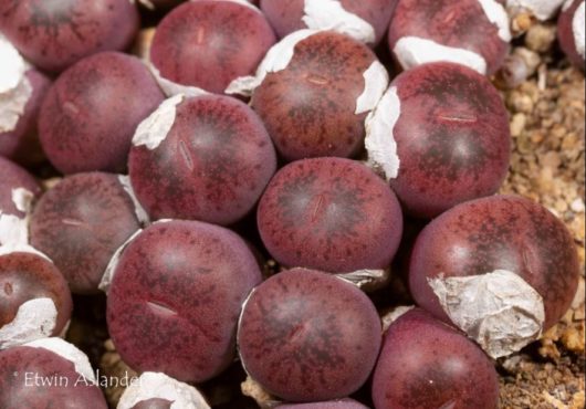 Lithops AUCAMPIAE Rudesheim Ruby