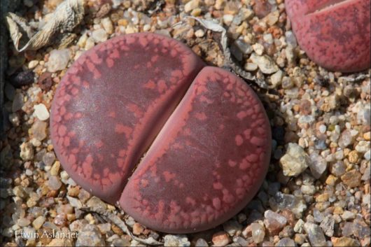 Lithops AUCAMPIAE Rudesheim Ruby