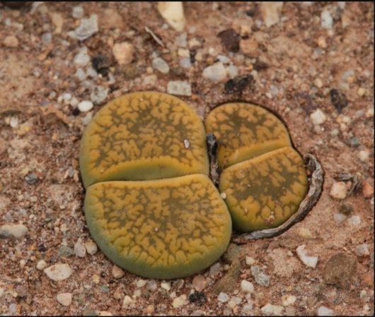 Lithops AUCAMPIAE v JACSON s JADE C395