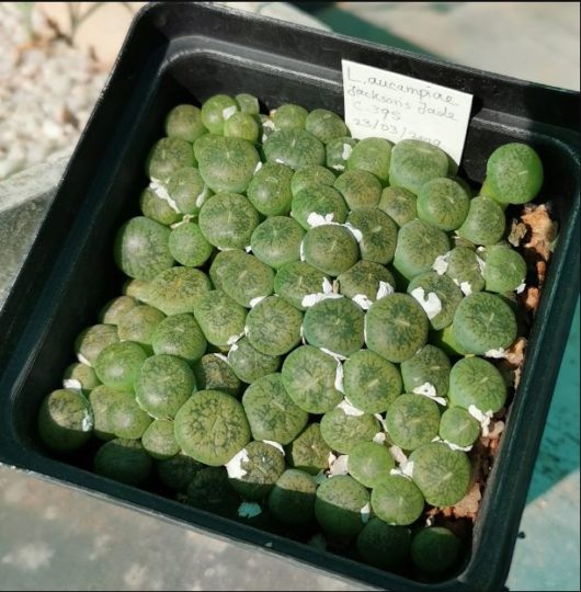 Lithops AUCAMPIAE v JACSON s JADE C395