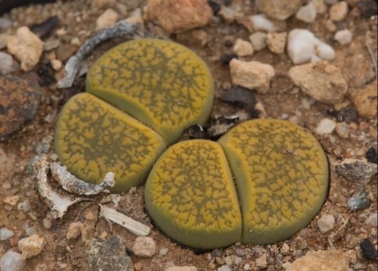 Lithops AUCAMPIAE v JACSON s JADE C395