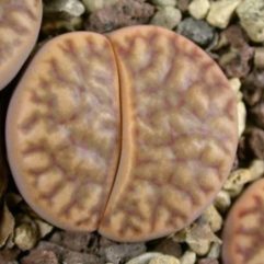 Lithops BROMFIELDII C368