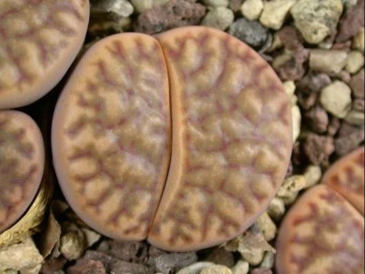 Lithops BROMFIELDII C368