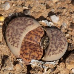 Lithops BROMFIELDII C40