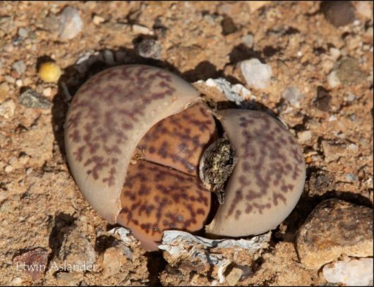 Lithops BROMFIELDII C40