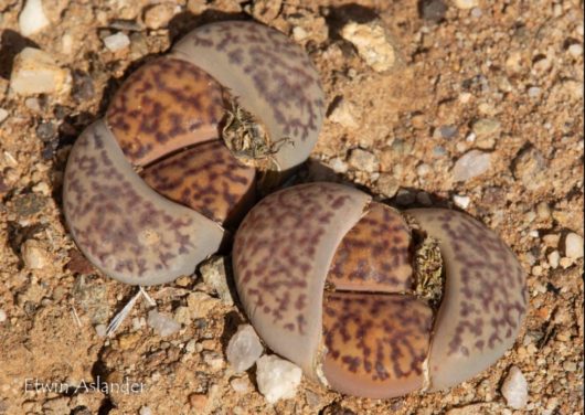 Lithops BROMFIELDII C40