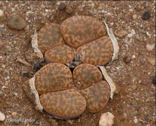 Lithops BROMFIELDII L31A