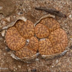 Lithops BROMFIELDII L31A