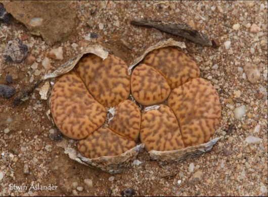 Lithops BROMFIELDII L31A