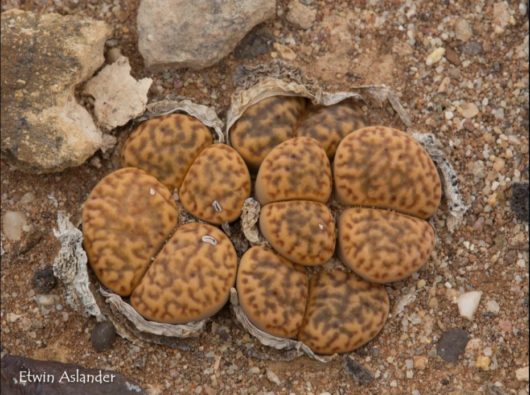 Lithops BROMFIELDII L31A