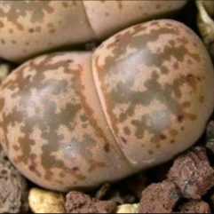 Lithops COLEORUM C396