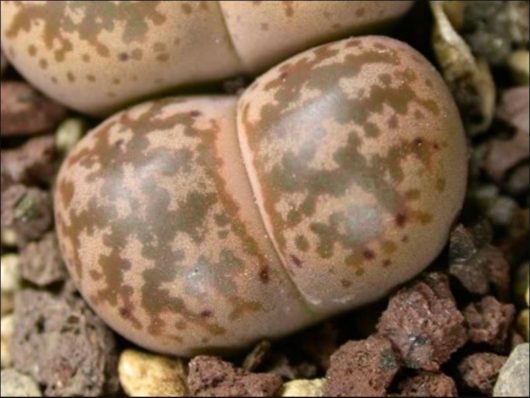 Lithops COLEORUM C396