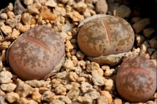 Lithops COLEORUM C396