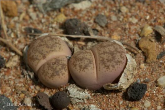 Lithops COLEORUM C396