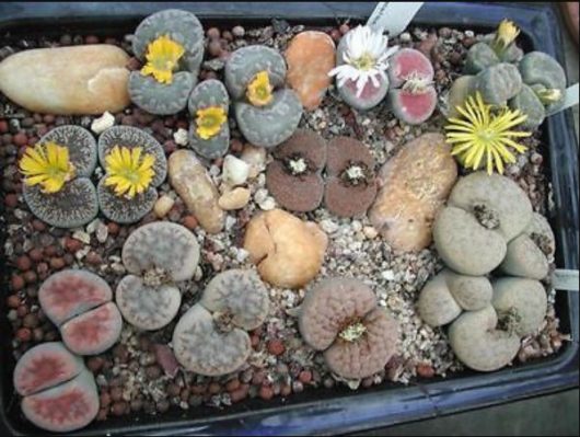 Lithops MIX