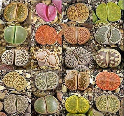 Lithops MIX