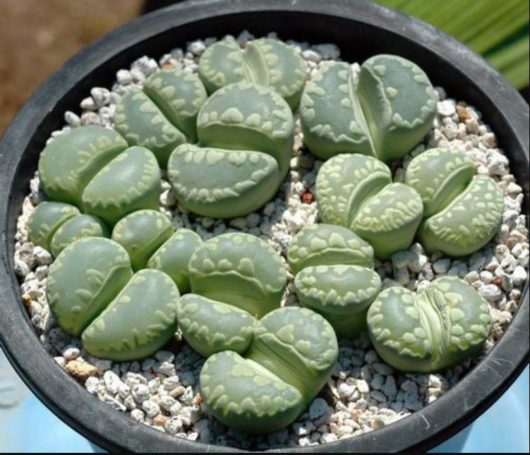 Lithops OTZENIANA Aquamarine C128A