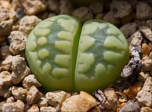 Lithops OTZENIANA Aquamarine C128A