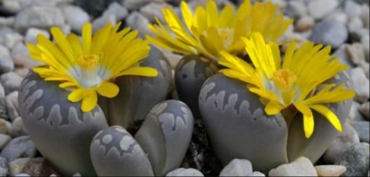 Lithops OTZENIANA C128