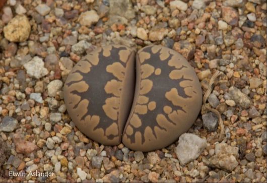 Lithops OTZENIANA C350