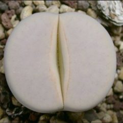 Lithops PSEUDOTRUNCATELLA ssp. GROENDRAYENSIS C244