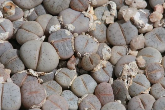 Lithops PSEUDOTRUNCATELLA ssp. GROENDRAYENSIS C244