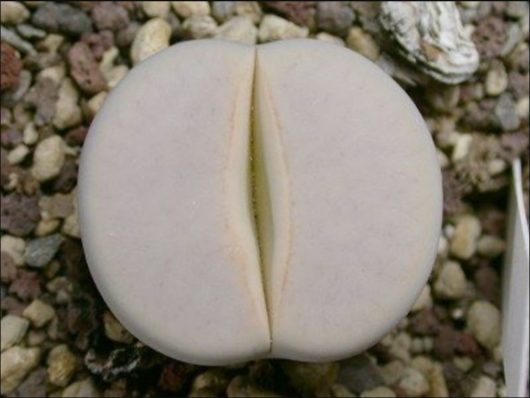 Lithops PSEUDOTRUNCATELLA ssp. GROENDRAYENSIS C244