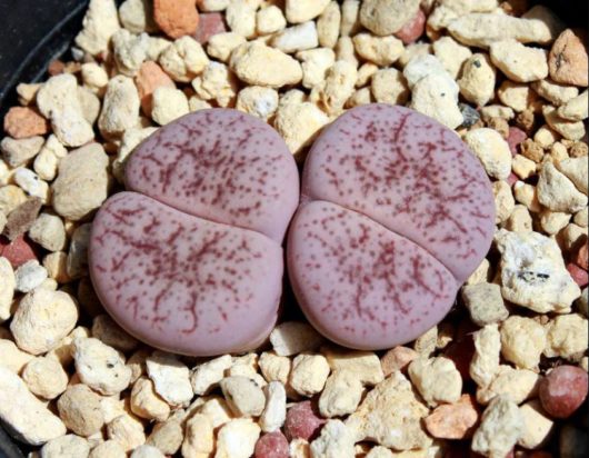 Lithops PSEUDOTRUNCATELLA v ELISABETHIAE C187