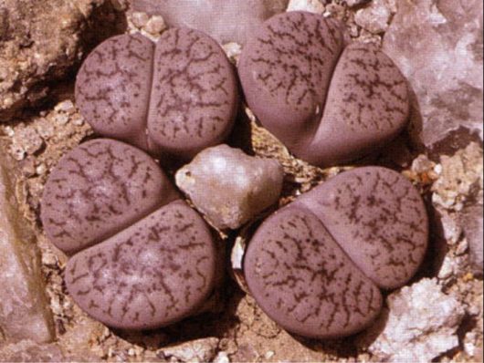 Lithops PSEUDOTRUNCATELLA v ELISABETHIAE C187