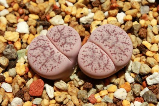 Lithops PSEUDOTRUNCATELLA v ELISABETHIAE C187