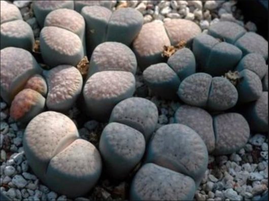 Lithops VERRUCULOSA GLABRA C177