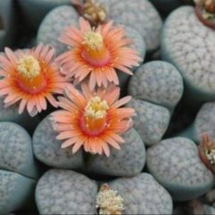 Lithops VERRUCULOSA GLABRA C177