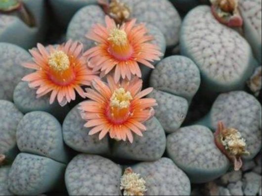 Lithops VERRUCULOSA GLABRA C177