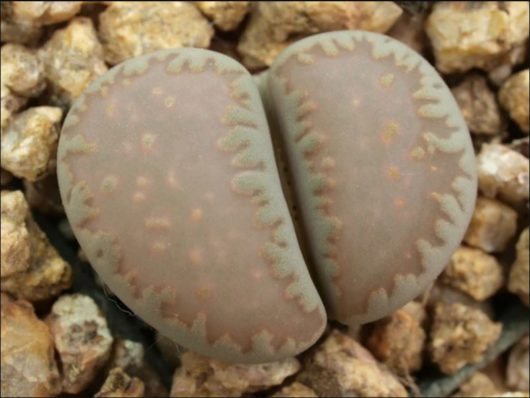 Lithops VILLETII C195