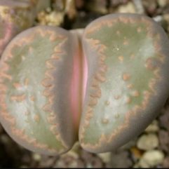 Lithops VILLETII C195