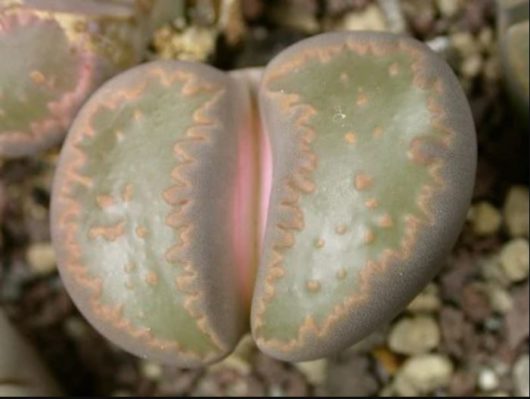 Lithops VILLETII C195