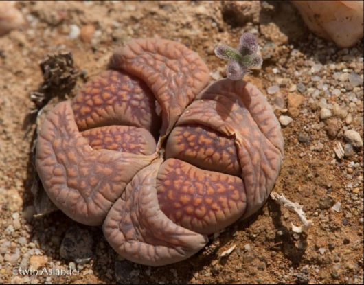 Lithops VILLETII DEBOERI C231