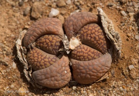 Lithops VILLETII DEBOERI C231