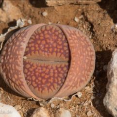 Lithops VILLETII DEBOERI C231