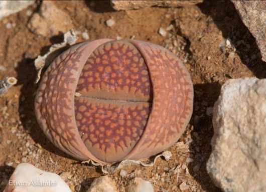 Lithops VILLETII DEBOERI C231