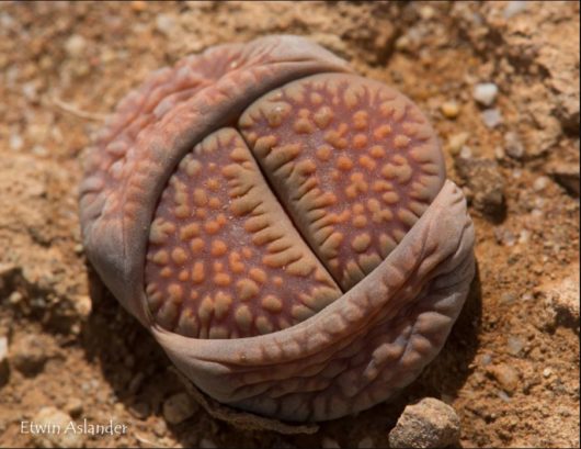 Lithops VILLETII DEBOERI C231