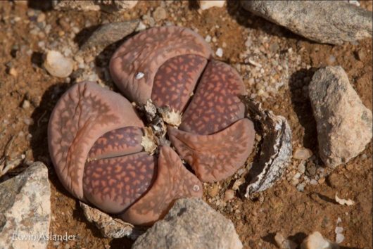 Lithops VILLETII DEBOERI C258