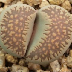 Lithops VILLETII DEBOERI C258