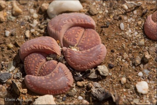 Lithops VILLETII DEBOERI C258