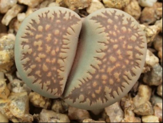 Lithops VILLETII DEBOERI C258