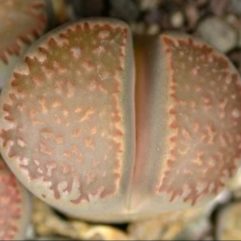 Lithops VILLETII ssp. KENNEDYI С197