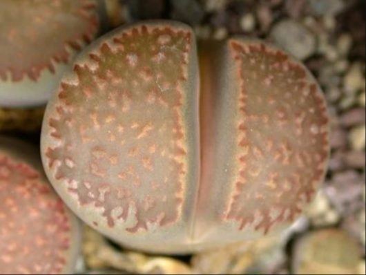 Lithops VILLETII ssp. KENNEDYI С197