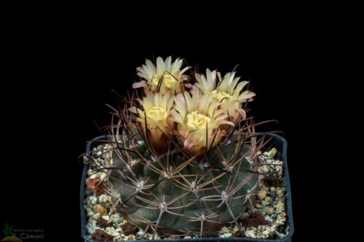 Neowerdermannia CHILENSIS