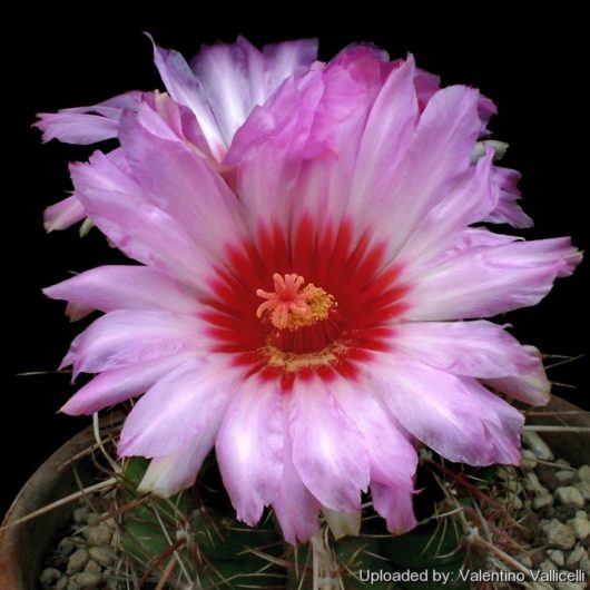 Thelocactus BICOLOR v POTTSII