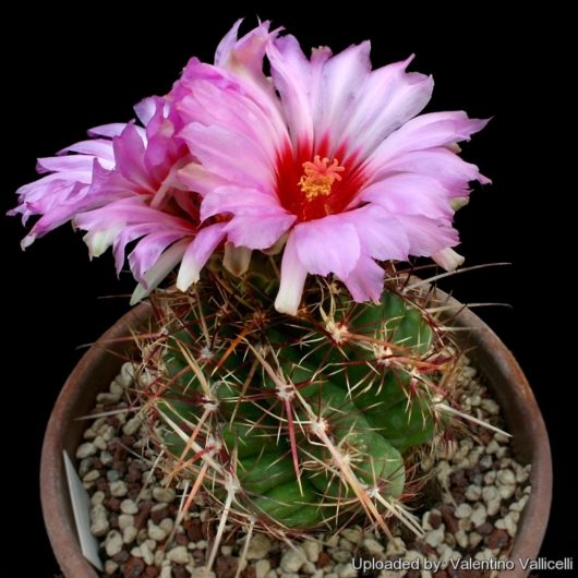 Thelocactus BICOLOR v POTTSII